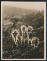 cca 1929 Kinszki Imre (1901-1945) budapesti fotóművész hagyatékából, jelzés nélküli vintage fotó, a szerző által feliratozva (Kücheurchellen), 7,3x5,6 cm